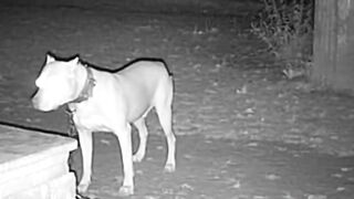 It Grabbed the Dog’s Chain #CCTVFootage