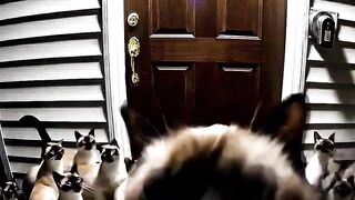 Why You Should Never Open the Door at Night
