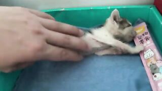 Happy kittens, kittens starting to wean, eating soft food and learning to walk with dad