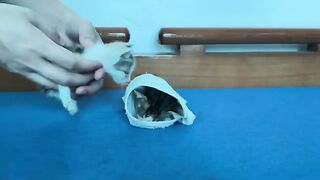 Thanks to the kitten, the big cat woke up and had their first meal together