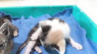 It's time to feed the kitten! But the kitten just wants to play.