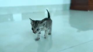 You Won't Believe the Kitten's Crazy Attempt to Get Milk from a BIG Cat