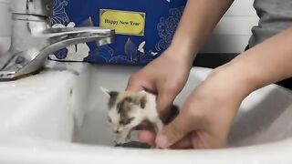 Kittens Needing a Bath After Waking Up COVERED in Poop