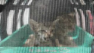 The first meeting of two kittens and a big cat. The kitten was hugged tightly by the big cat