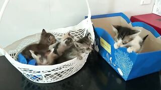 Why You Should NEVER Skip Your Kitten's Second Bath!