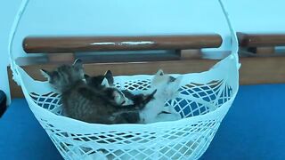 Suddenly refusing milk! Sleepy kitten