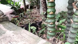 Give a bath to the cute kitten playing in the garden.