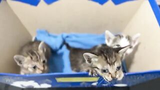 Hungry kittens make a fuss to get formula milk
