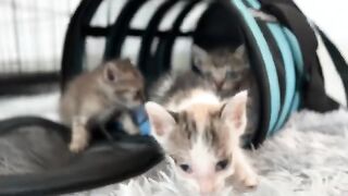 Rescued kittens make noise and take turns demanding milk