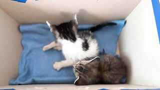 The kitten couldn't concentrate on drinking milk because there was a mischievous cat next to it