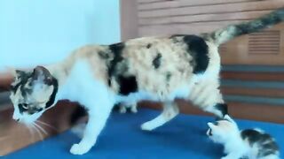 What Happens When 2 Kittens Get Thirsty