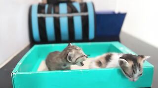 The kitten couldn't take it anymore and made a fuss demanding formula milk
