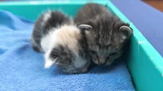 Happy kittens. drinking milk and playing crazy