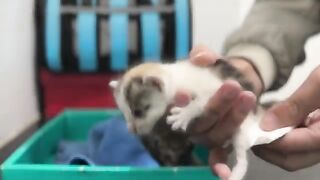 The kitten is lazy to drink milk and hisses when it meets a big cat