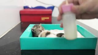 Kittens are lazy to drink formula milk – Don't want to drink, just want to play