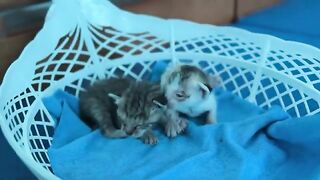 Kittens are covered in fleas, give kittens milk and treat for fleas