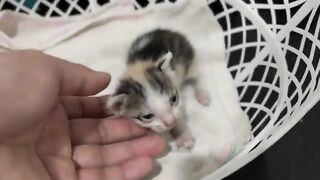 This is the first bath for a kitten with fleas, how to treat fleas in kittens