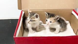 One day taking care of two kittens, feeding them milk and playing with them