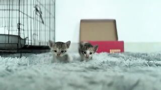 Filled with love, the kitten took its first steps and meowed.