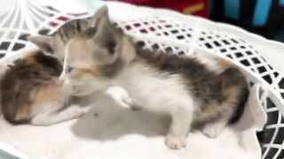 Kitten wiggles, meows and eats! Funny encounter sends big cat running away