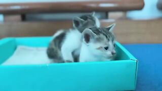 The kitten staggers towards you, it wants more milk