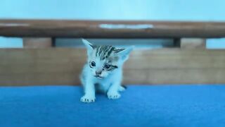 One Hungry Kitten Was Left Without Milk Eye drops for kitten!