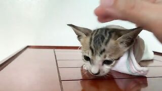 Kittens need a deep sleep after bathing