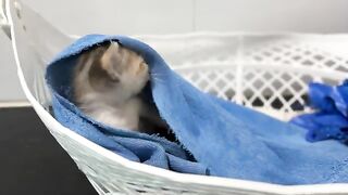 Treat your kitten's sore eyes, give it milk and play with it when it won't sleep
