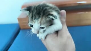 First bath for kitten with fleas