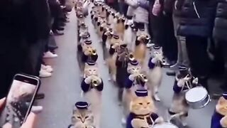 Cat parade Viral