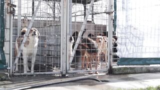 БЕЗДОМНИТЕ КУЧЕТА НА СОФИЯ