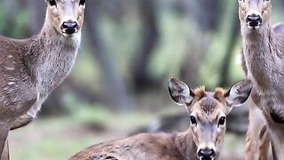 gazala with its family