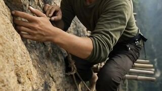 harvest swallow's nest