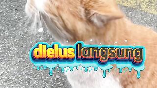 Kucing ini seneng di elus