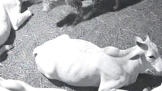Leopard Enters Cattle Shed at Night