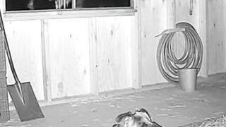 You Won’t Believe What Saw #CCTV #Pitbull #SecurityCamera #DogAlert