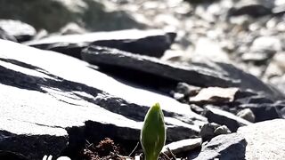 Growth Starts Where Excuses End | Powerful Motivation Quote