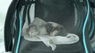 Kittens go crazy for milk when they wake up in the morning