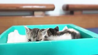 Taking care of two kittens washing their faces, drinking milk and going to bed!