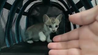 The kitten's difficult journey to get used to its new life,the rescued kitten finally started eating