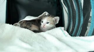 The kitten is as big as the palm of your hand, learning to walk and trying to run towards you