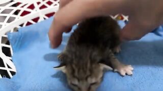 Too many fleas, kitten needs a bath to kill fleas