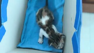 Kittens make a fuss about their first poop in a cardboard box, bath and milk