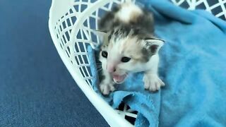 Little Kitten Fight Kittens Drink Milk & Kitten Updates!