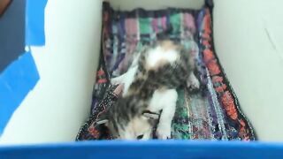 Feeding kittens milk, the kitten's first small steps