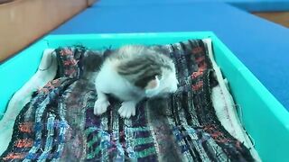 Rescued kittens have taken their first steps and are drinking milk very well