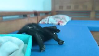 The black cat is all grown up but still wants to be cared for along with the rescued kitten