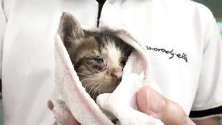 Kittens Get First Bath After Being Adopted From Dumpster