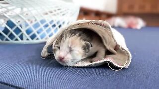 I gave the kitten its first bath while it was still blind.