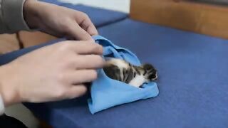 Abandoned kitten as big as the palm of your hand is learning to drink formula
